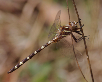 Cordulegaster bilineata, young male